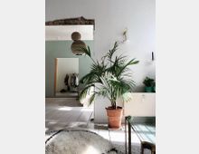 Wohnzimmer mit heller, minimalistisch eingerichteter Gestaltung. Im Vordergrund steht eine grüne Topfpflanze auf weißem Holzboden, daneben Teppich und Glastisch; im Hintergrund ein offener Durchgang mit sichtbarer Kleiderstange und Dekoration.