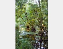 Ein dichter Wald mit einem ruhigen, von Bäumen und Pflanzen umgebenen Sumpfgebiet. Die Wasseroberfläche spiegelt das umliegende Grün, und vereinzelte Äste ragen in das Wasser hinein.