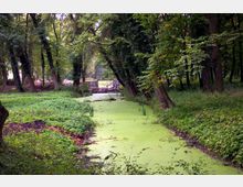 Ein bewaldetes Gebiet mit einem schmalen, mit grünem Algenbewuchs bedeckten Bachlauf; umgeben von hohen Bäumen und dichtem Unterholz. Im Hintergrund ist eine kleine Brücke oder eine Baustelle sichtbar.