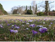 Wiese mit violetten und weißen Krokussen im Vordergrund, umgeben von Bäumen und Büschen; im Hintergrund ein großes Gewächshaus aus Glas und Metall. Der Himmel ist klar, und ein schmaler Weg führt durch die grüne Landschaft.