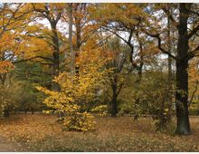 Herbstliche Parklandschaft mit Bäumen in verschiedenen Gelb- und Orangetönen, bedecktem Boden mit fallendem Laub und vereinzelten Sträuchern. Im Hintergrund sind weitere Bäume und schwach erkennbare Gebäude zu sehen.