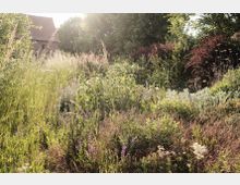 Ein dichter, sonnendurchfluteter Garten mit wilden Gräsern, blühenden Pflanzen und Sträuchern; im Hintergrund ein Haus mit einem roten Ziegeldach, umgeben von Bäumen.