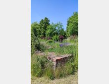 Eine überwucherte, grasbewachsene Fläche mit niedrigen Backsteinmauern, die auf Ruinen oder alte Fundamente hinweisen, umgeben von blühenden Pflanzen, Büschen und hohen Bäumen unter einem klaren blauen Himmel.