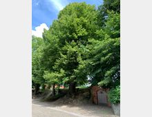 Ein Kopfsteinpflasterweg führt an großen, dichten Laubbäumen vorbei, die einen Hügel mit Backsteinmauer und Holztür säumen. Im Hintergrund sind eine Treppe und rote sowie weiße Gebäude zu erkennen.