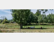 Weide mit mehreren Pferden und Bäumen im Hintergrund. Der Bereich ist von einem Zaun umgeben, und im Hintergrund sind weitere Wiesen und ein kleiner Unterstand zu sehen.