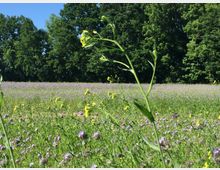 Wiese mit lila und gelben Wildblumen im Vordergrund, umgeben von einem dichten Wald aus grünen Laubbäumen unter klarem, blauem Himmel.