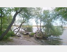 Flussufer mit sandigem Boden und umgestürzten Bäumen, deren Wurzeln und Äste in das Wasser ragen; im Hintergrund ist der Fluss mit bewaldetem Ufer auf der gegenüberliegenden Seite zu sehen.