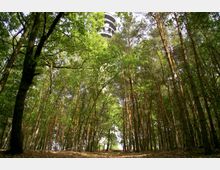 Ein Blick von unten durch einen dichten Wald mit hohen, schlanken Bäumen, deren grüne Blätter das Licht filtern. Im Hintergrund ragt die Spitze eines modernen Aussichtsturms über den Bäumen hervor.
