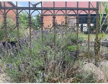 Eine alte Metallzaunstruktur mit bogenförmigen Verzierungen steht im Vordergrund, umgeben von Lavendelsträuchern. Im Hintergrund sind ein Ziegeldach, eine Backsteinfassade und ein großes Fenster eines ländlichen Gebäudes sichtbar.