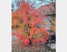 Ein kleiner Baum mit leuchtend roten und orangefarbenen Herbstblättern steht neben einer alten Holzwagenattrappe. Im Hintergrund ist eine Hauswand mit gezeichneter bunter Kutsche und ein Ziegeldach zu sehen.