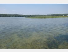 Flacher See mit klarem Wasser, durch das der sandige Boden sichtbar ist, im Hintergrund Schilfbewuchs und bewaldetes Ufer unter klarem Himmel.