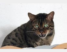 Eine Nahaufnahme einer getigerten Katze mit grünlichen Augen, die leicht ihr Maul geöffnet hat. Der Hintergrund ist einfarbig weiß, der Vordergrund zeigt eine helle Holz- und Stoffkante.