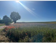 Landschaftsaufnahme mit einem schmalen Feldweg, der an einem großen Baum vorbeiführt, umgeben von blühenden Kornfeldern mit roten Mohnblumen und blauen Blüten. Im Hintergrund strahlt die Sonne am klaren blauen Himmel.