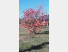 Ein kleiner Baum mit roten Herbstblättern steht auf einer grünen Wiese unter blauem Himmel. Im Hintergrund ist ein Gebäude mit Solarpanelen auf dem Dach zu sehen.