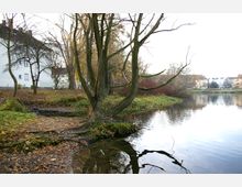 Parklandschaft mit einem Baum am Ufer eines Teiches, dessen Wurzeln ins Wasser ragen. Im Hintergrund sind Wohnhäuser, kahle Bäume und herbstliches Laub sichtbar.