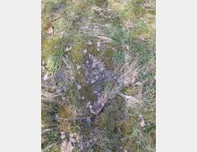 Moosiger Waldboden mit trockenen Grasbüscheln, Erde und verstreutem Laub. In der Mitte verläuft eine schmale, leicht vertiefte Spur oder Rinne durch den Bewuchs.