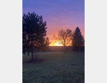 Grüne Wiese mit einzelnen Bäumen im Vordergrund, darunter Tannen und ein kahler Laubbaum, bei Sonnenuntergang. Der Himmel ist in violetten und orangefarbenen Tönen gefärbt, und die tiefstehende Sonne leuchtet durch die Äste.