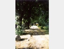 Ein unbefestigter Weg durch eine von Bäumen gesäumte Allee, die dichten Baumkronen spenden Schatten und lassen nur wenig Sonnenlicht durch. Auf der rechten Seite befinden sich Büsche und niedriges Grün, während links ein Zaun und weitere Bäume sichtbar sind.