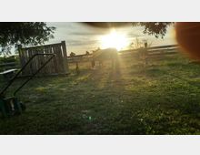 Ein Garten mit kurz gemähtem Gras, einem Rasenmäher im Vordergrund, einem Holzzaun und einem Pferd im mittleren Hintergrund. Die untergehende Sonne scheint durch die Bäume und erzeugt lange Schatten.