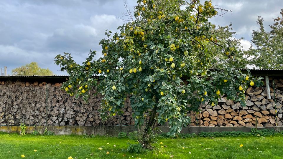 Ein Obstbaum mit vielen gelben Früchten steht auf einer Rasenfläche, darunter liegen zahlreiche herabgefallene Früchte. Im Hintergrund verläuft ein überdachter Holzlagerplatz mit gestapelten Holzscheiten vor einem bewölkten Himmel.