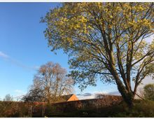 Großer blühender Baum mit gelben Blättern in einem Garten, umgeben von Hecken und weiteren Bäumen. Im Hintergrund ist ein Ziegelgebäude unter einem klaren, blauen Himmel sichtbar.