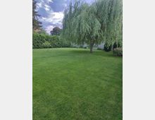 Großer, gepflegter Garten mit weitläufiger Rasenfläche und einer dominanten, überhängenden Trauerweide. Im Hintergrund begrenzen eine dichte Hecke und eine niedrige Steinmauer das Grundstück, darüber ein bewölkter Himmel.