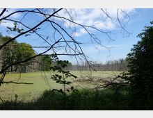 Sumpflandschaft mit grün schimmerndem Wasser, umgeben von kahlen Bäumen und dichter Vegetation am Ufer. Äste und Sträucher im Vordergrund rahmen den Blick auf den bewachsenen Sumpf ein, während ein klarer Himmel im Hintergrund zu sehen ist.