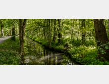 Waldlandschaft mit dichtem Baumbestand, einem schmalen Bach, der sich durch die Szene schlängelt, und einem Kiesweg auf der linken Seite. Die Umgebung ist von üppigem Grün und Sonnenlicht durchzogen.