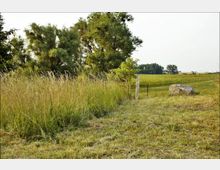 Eine Wiese mit hohem Gras und frisch gemähten Flächen, umgeben von Bäumen und offenen Feldern im Hintergrund. Ein großer Stein und ein einzelner Holzpfosten stehen nahe an einem schmalen Weg.