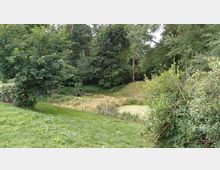 Landschaft mit einem kleinen, mit Algen bedeckten Teich, umgeben von dichter Vegetation, darunter Bäume und Büsche. Im Vordergrund ist eine Wiese zu sehen, die in einen bewaldeten Bereich übergeht.