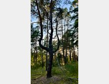 Ein Kiefernwald mit einem auffällig gekrümmten Baum in der Mitte, umgeben von dichtem, niedrigem Unterholz und sonnenbeschienenen Baumkronen. Sonnenlicht fällt streifenweise durch die Lücken im Blätterdach, während der Boden mit Moos bedeckt ist.