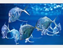 Mehrere silberne Fische mit durchscheinenden Körpern und langen Flossen schwimmen in klarem, blau beleuchtetem Wasser, vermutlich in einem Aquarium. Der Hintergrund zeigt ein leicht verschwommenes Muster durch Lichtreflexionen.