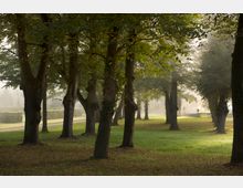 Parkanlage mit einer Reihe großer Bäume, die auf einer mit Gras bewachsenen Fläche stehen. Im Hintergrund sind Hecken, ein Weg und im diffusen Licht leicht erkennbare steinerne Elemente sichtbar.