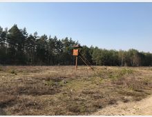 Eine trockene Wiesenfläche mit vereinzeltem niedrigen Bewuchs, umgeben von einem dichten Kiefernwald im Hintergrund. Rechts im Bild steht ein hölzerner Hochsitz auf Stelzen mit einer schrägen Leiter.