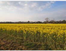 Weites Rapsfeld mit leuchtend gelben Blüten, umgeben von vereinzelten Bäumen und einer Baumreihe im Hintergrund unter einem leicht bewölkten blauen Himmel.