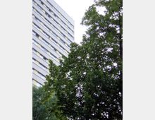 Hochhaus mit einer grauen Fassade und mehreren Reihen von Fenstern, daneben ein großer Baum mit dichtem, grünem Laub. Der Himmel ist bewölkt.