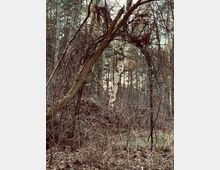 Ein natürlicher Wald mit kahlen Bäumen und dichter Vegetation, im Vordergrund ein bogenförmiges Gebilde aus verflochtenen Zweigen. Der Boden ist mit Laub bedeckt, und im Hintergrund sind Birken und weitere Bäume zu sehen.