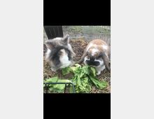 Zwei Kaninchen in einem Freigehege fressen gemeinsam frischen Salat. Der Boden ist mit Stroh bedeckt, und der Zaun des Geheges ist im Hintergrund zu sehen.