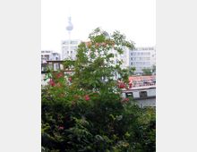 Ein grüner Garten mit blühenden rosa Rosensträuchern im Vordergrund, dahinter ein Boot am Ufer. Im Hintergrund sind moderne Gebäude sowie der Berliner Fernsehturm zu erkennen.