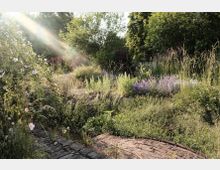 Eine naturnahe Gartenlandschaft mit dichter Vegetation, darunter hohe Gräser, blühende Pflanzen in Violett und Rosa sowie Sträucher und Bäume im Hintergrund. Sonnenstrahlen fallen schräg ins Bild, beleuchten die Szene und erzeugen eine helle, sommerliche Atmosphäre.