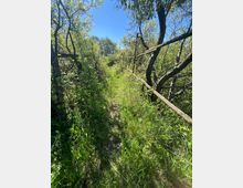 Ein überwachsener, schmaler Pfad mit hohem Gras und dichten Büschen auf beiden Seiten. Ein altes, rostiges Geländer erstreckt sich entlang des Weges, umgeben von Bäumen unter einem klaren blauen Himmel.