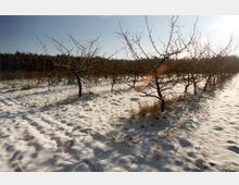 Schneebedeckter Obstgarten mit kahlen Bäumen in Reihen, umgeben von Wald im Hintergrund und beleuchtet von Sonnenlicht. Der Boden ist teilweise mit Gras und Schnee bedeckt.