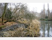 Ein kleiner, ruhiger Teich in einer bewaldeten Umgebung im Herbst, mit kahlen Bäumen und niederhängenden Ästen am Ufer sowie Schilfrohr und Laub auf dem Boden. Der Hintergrund zeigt weitere Bäume und dichte Vegetation.