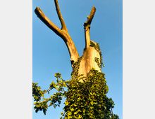 Ein abgestorbener Baumstamm mit abgebrochenen Ästen, der von grünem Efeu überwuchert ist, vor einem klaren blauen Himmel.
