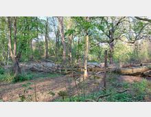 Ein bewaldeter Bereich mit dichtem Unterholz und hohen Bäumen, darunter ein großer umgestürzter Baumstamm auf dem Boden. Im Hintergrund ist ein schmaler Weg oder Flusslauf sichtbar, der von Sonnenlicht durch die Baumkronen beleuchtet wird.