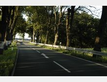 Eine kurvige Landstraße, gesäumt von hohen Bäumen, die teils im Schatten und teils im Sonnenlicht stehen. Die Straße ist von Leitplanken und Markierungen begrenzt, mit grüner Vegetation am Straßenrand.