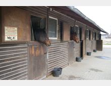Länglicher Pferdestall mit mehreren Boxen aus dunklem Holz, in denen Pferde ihre Köpfe durch geöffnete Oberfenster herausstrecken. Vor den Boxen stehen schwarze Plastikfutterschüsseln auf einem gepflasterten Boden.