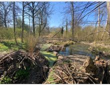 Blick auf einen naturnahen Bachlauf im Wald mit flachem Wasser, teils von grünem Algenbelag bedeckt, umgeben von Schilf, Ästen und Totholz. Im Hintergrund stehen hohe, überwiegend kahle Laubbäume unter blauem Himmel.