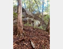 Ruine eines gemauerten Gebäudes mit verwitterten Ziegelwänden, halb verdeckt von Bäumen und dichten Pflanzen in einem bewaldeten Gelände. Der Boden ist mit braunen Blättern und Zweigen bedeckt.