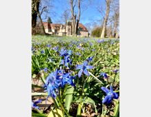 Wiese mit blühenden blauen Blumen im Vordergrund, dahinter stehen laublose Bäume und eine historische Gebäudegruppe mit roten Dächern und Türmen. Klarer blauer Himmel im Hintergrund.